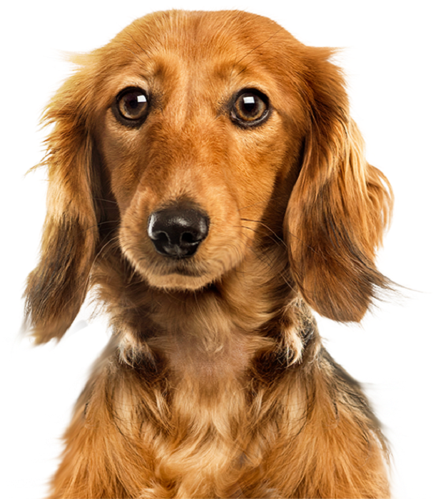 Happy insured dog — Pawtect India pet medical cover