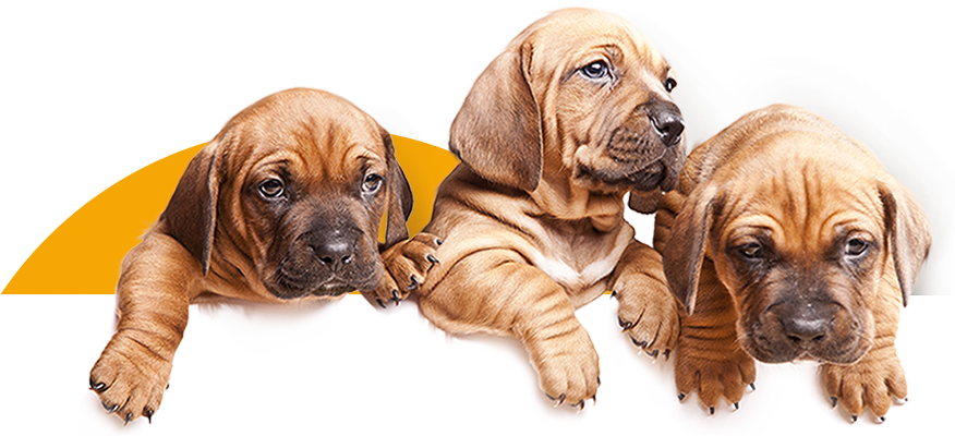 Pawtect Medicare Options